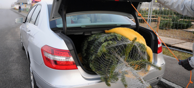 Ratgeber: So wird die Tanne sicher transportiert