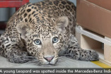 Raubtier-Alarm in Mercedes-Fabrik: Leopard stoppt Mercedes-Produktion